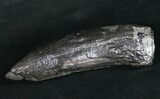 Fossil Sperm Whale Tooth #10088-1